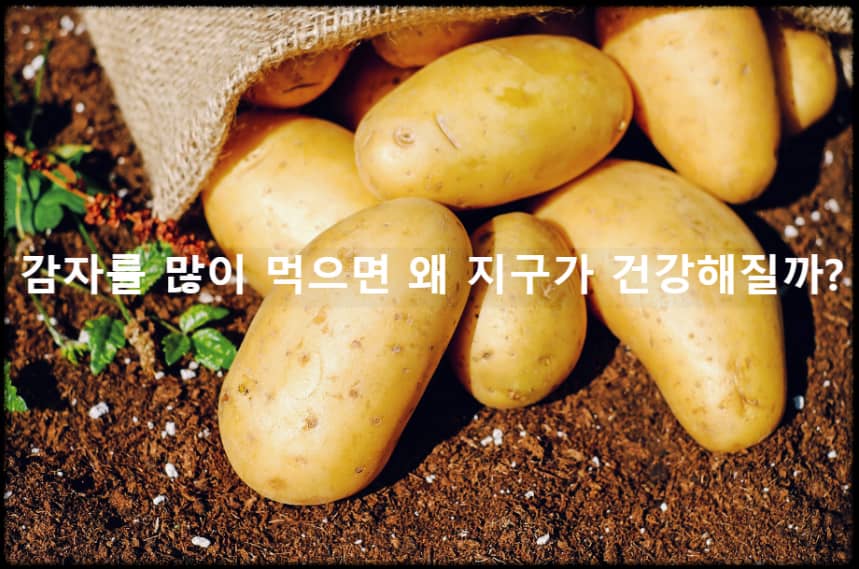 감자 수확하는 모습